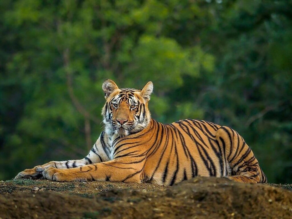 Tigre en Inde lors d'un safari à Ranthambore