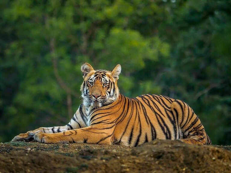 Tigre en Inde lors d'un safari à Ranthambore